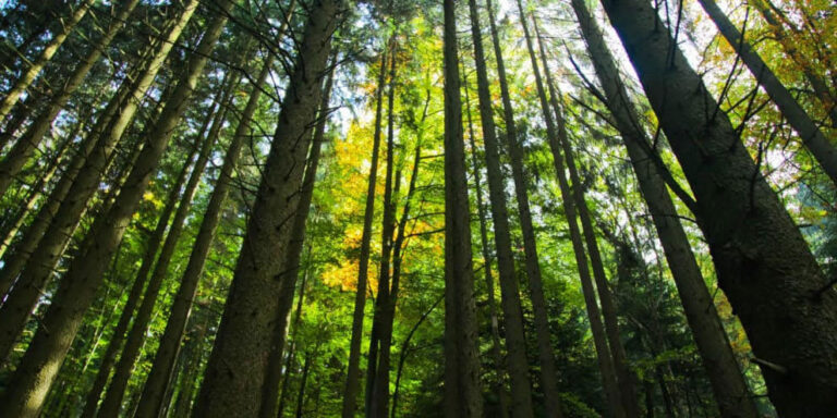 Timber: How Does It Affect Real Property Value?
