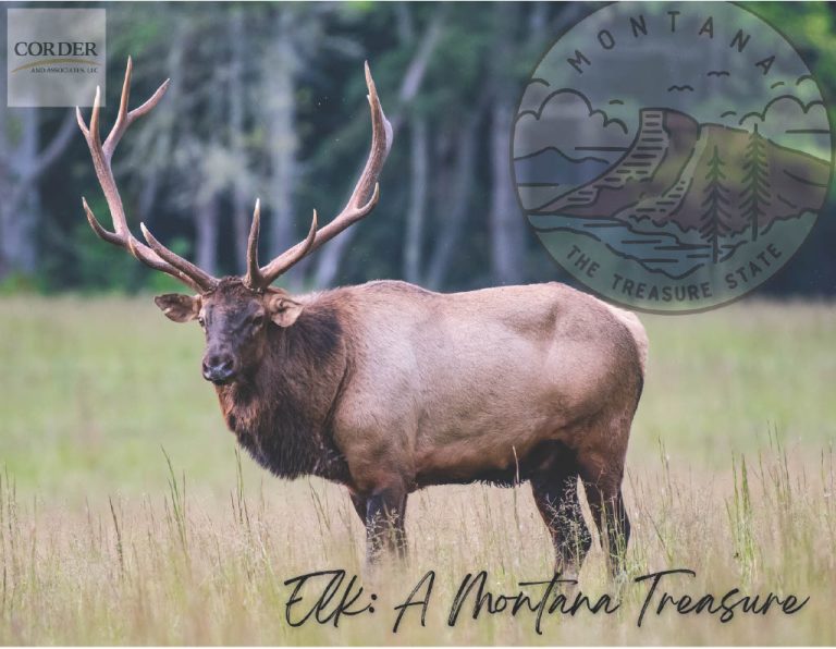 Elk: A Montana Treasure