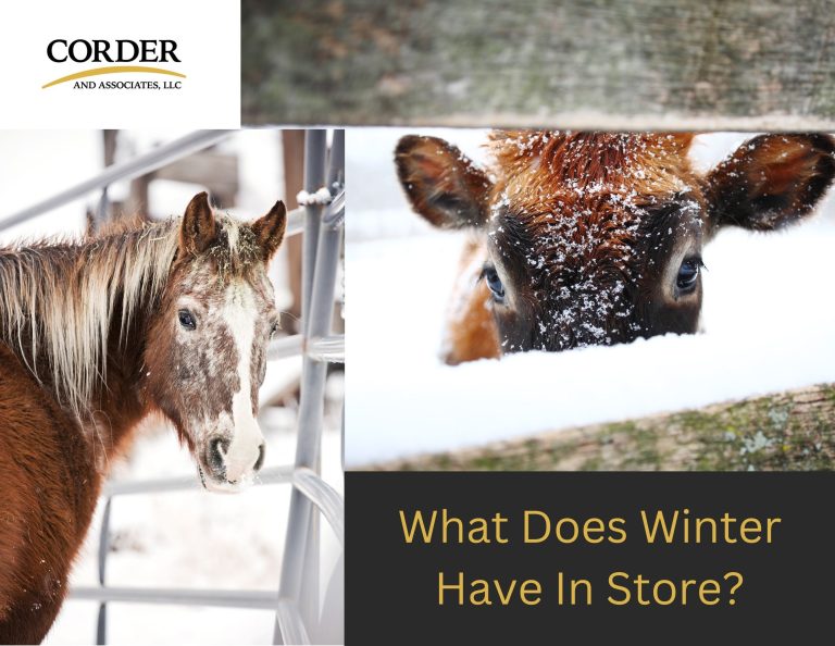What Does Winter Have In Store?