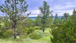 Countryman Creek Ranch Acreage