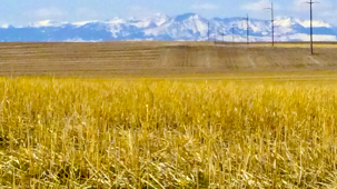 Productive Teton County Farmlandv3