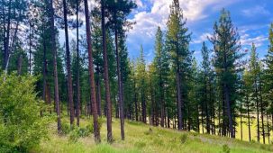 The Timbers at Thompson Ranch Lt 3