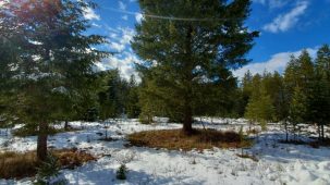 Western Montana Jewel