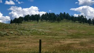 sold-bull-pine-ranch