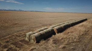 sold-cultivate-growth-produce-hay