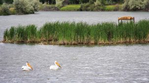 sold-recreational-milk-river-property